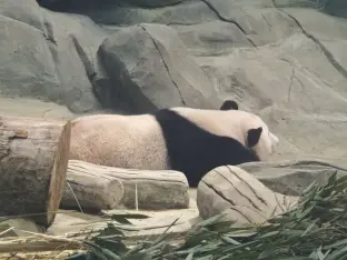 pic
