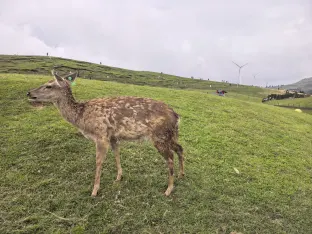 pic