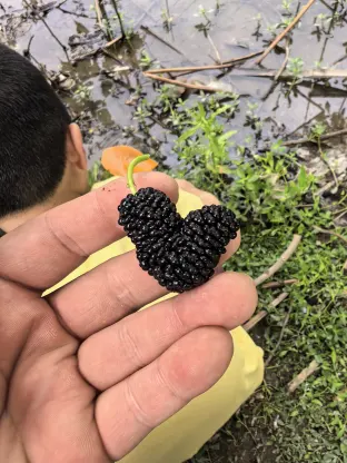 pic