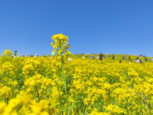 pic