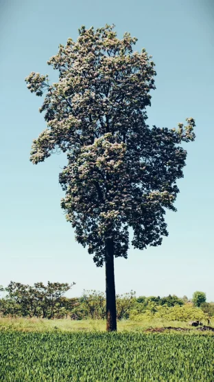 pic