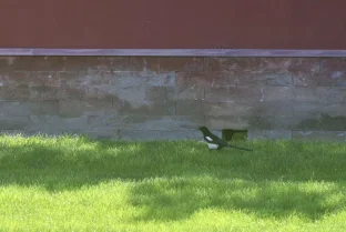 pic