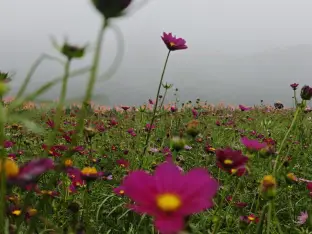 pic
