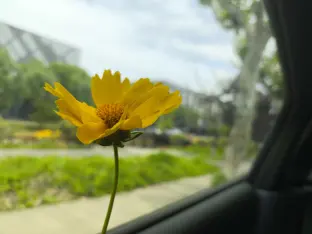 pic