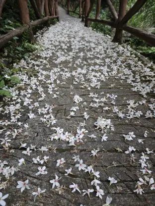 pic