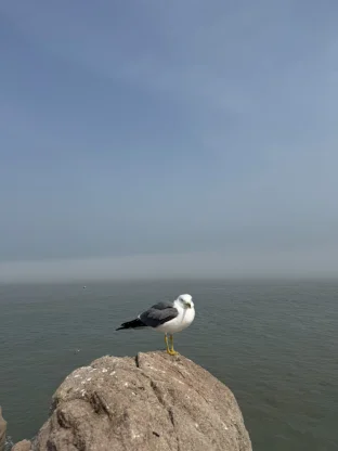 pic