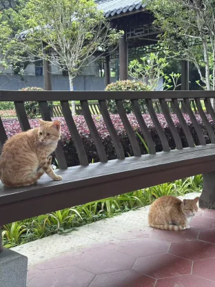 pic
