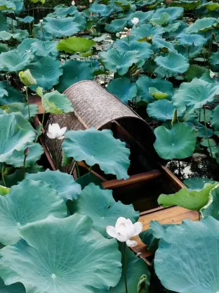 pic