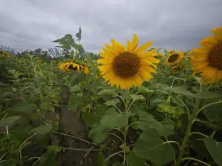 pic