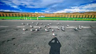 pic