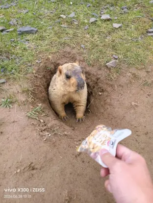 pic