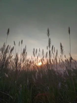 pic