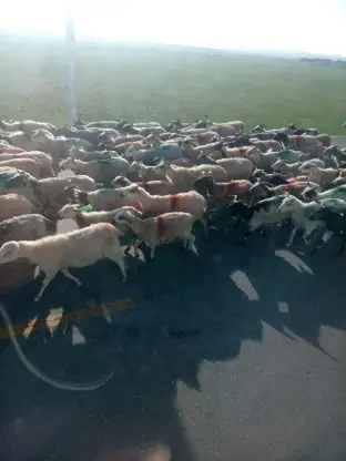 pic