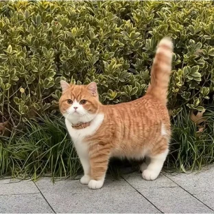 pic