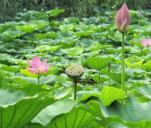 pic