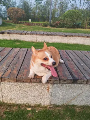 pic