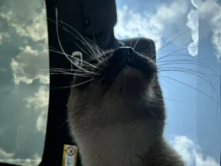 pic