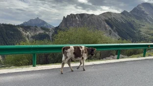 pic
