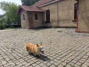 pic
