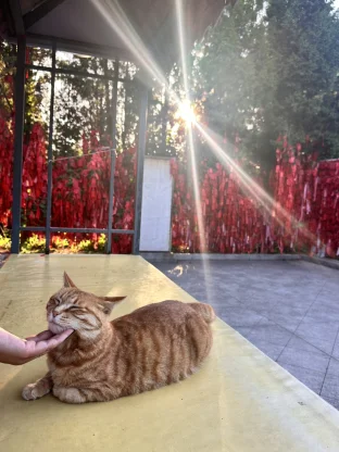 pic