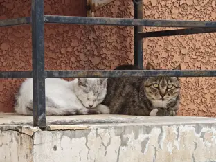 pic