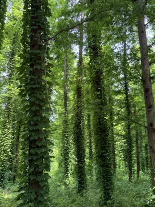 pic