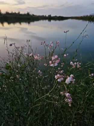 pic