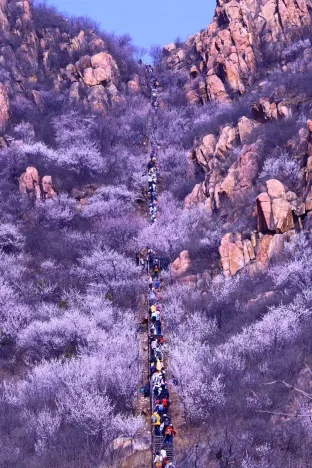 pic