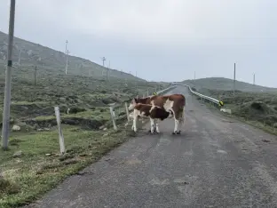 pic