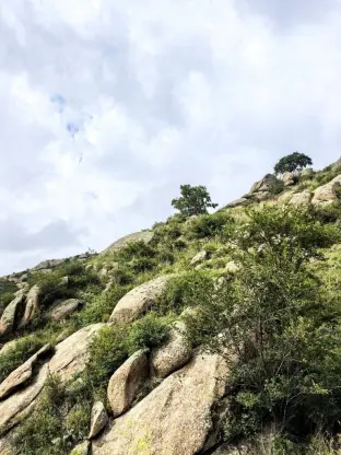 pic