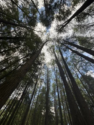 pic