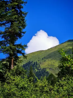 pic