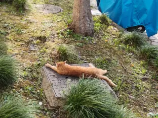 pic