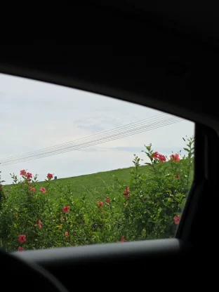 pic