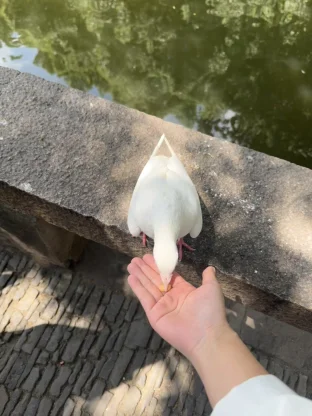 pic