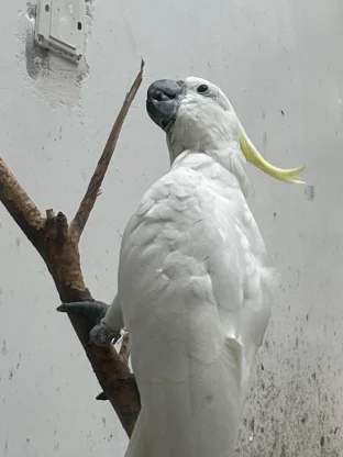 pic