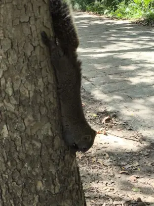 pic