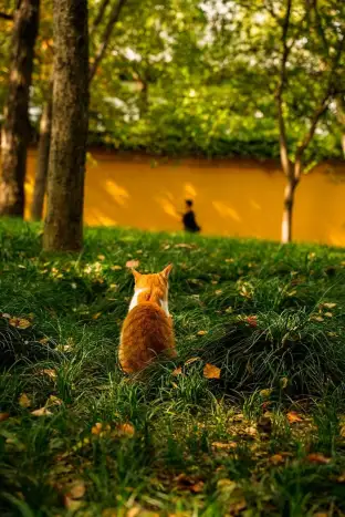 pic
