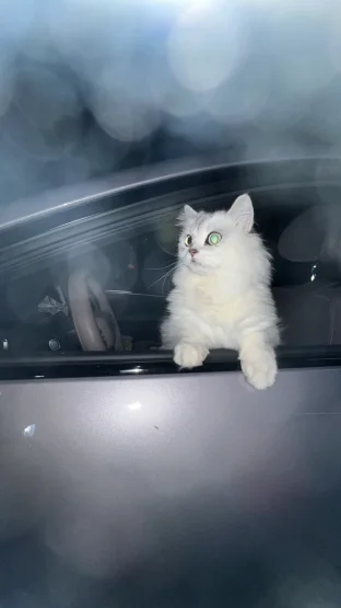 pic